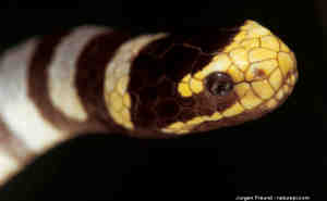 bandedseakraitcloseup_small.jpg
