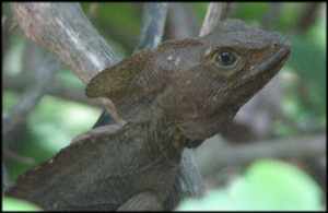 jesuschristlizard_small.jpg