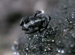 pebbletoadbounce_small.jpg